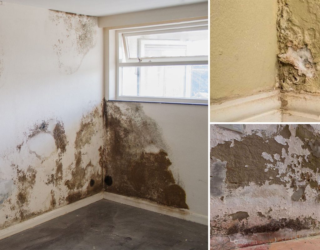 Damp in Wall